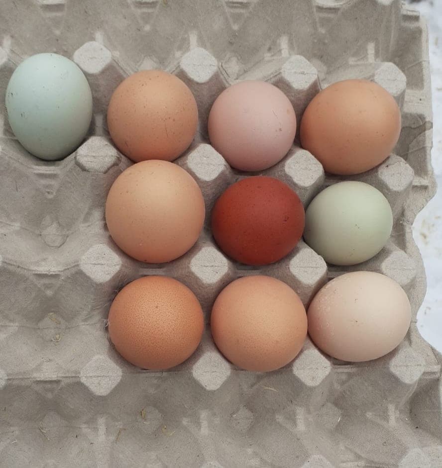 Zehn Eier in Naturfarben in einer Eierschachtel