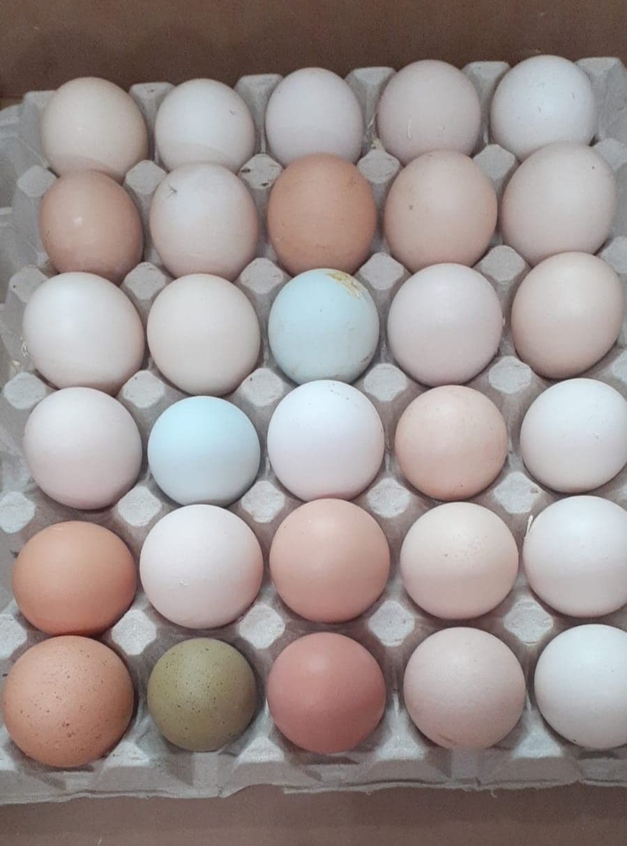Volle Eierschale mit bunten Eiern verschiedener Rassen