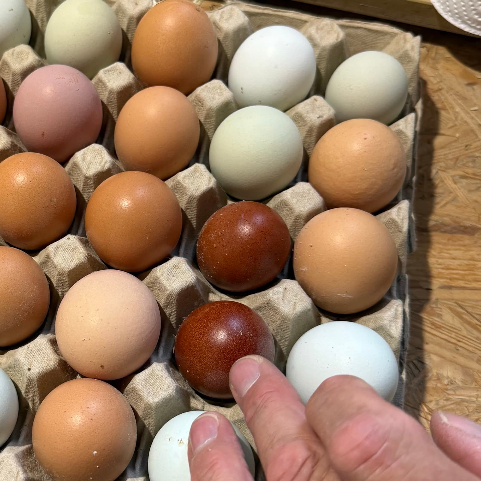 Eierpalette mit Eiern in Grün, Rosé, Weiß und Schokobraun