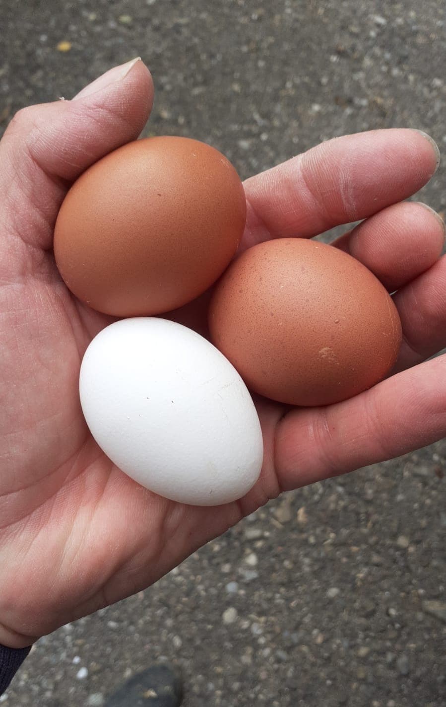 Drei frische Eier in der Hand — zwei braune, ein weißes