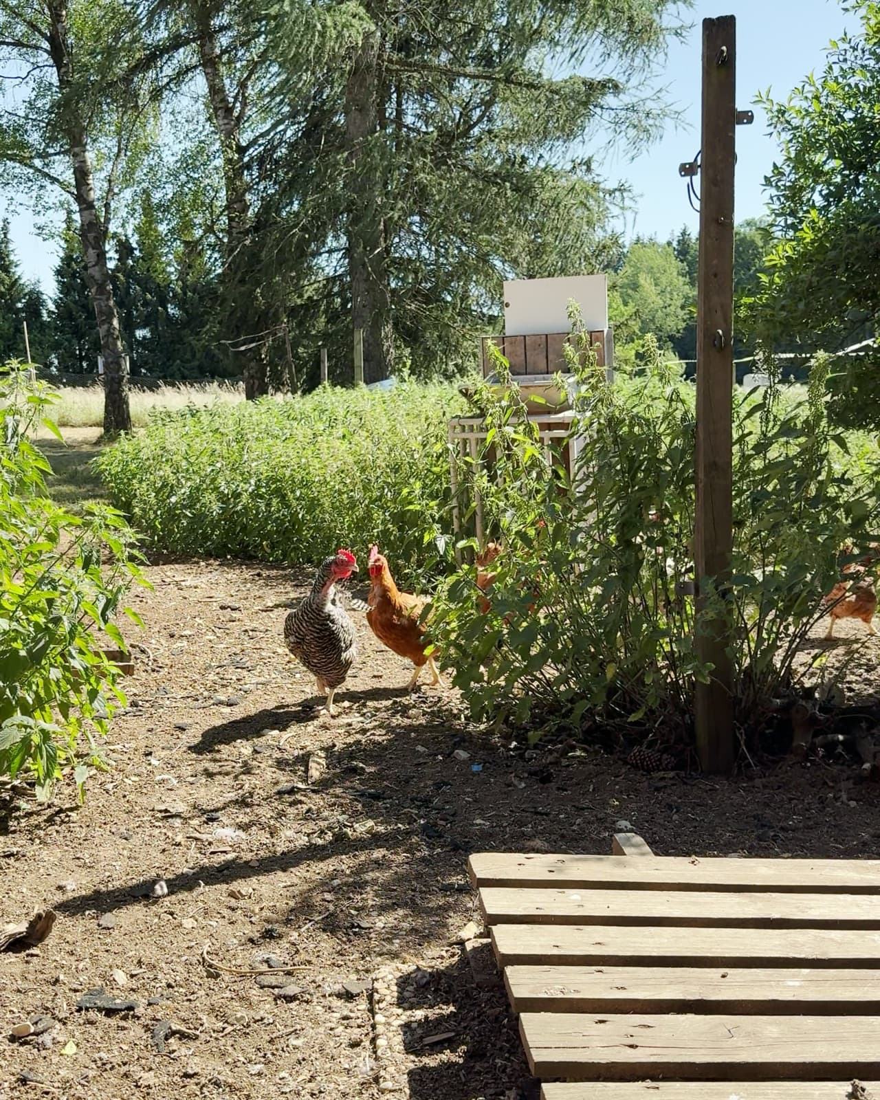 Zwei Hennen auf dem Gartenweg zwischen bewachsenen Beeten