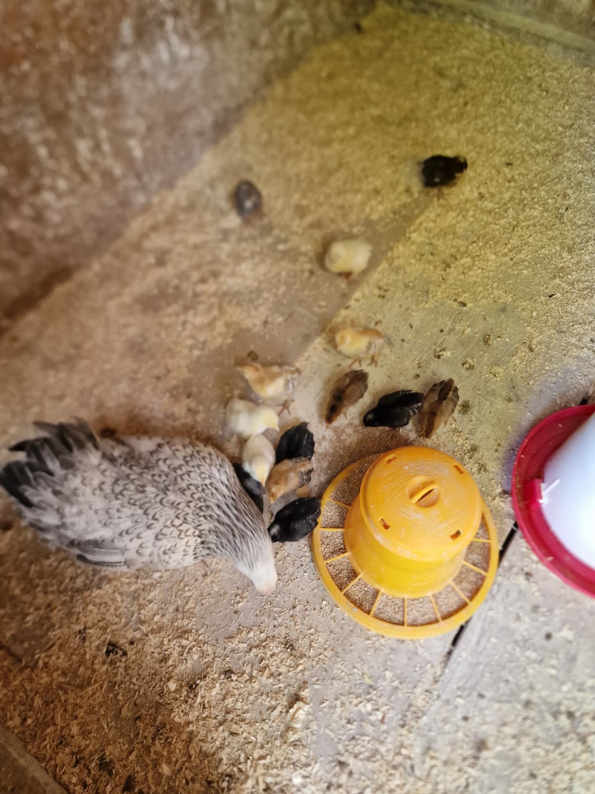 Glucke mit Küken am Futterplatz im Stall