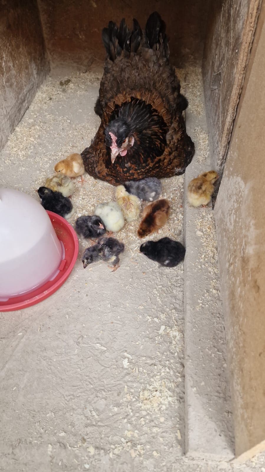 Glucke mit einer Schar Küken im Stall