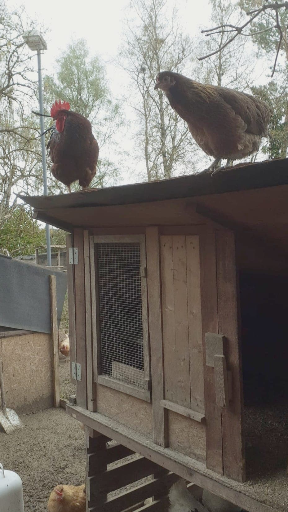 Hahn und Henne sitzen gemeinsam auf dem Dach des Hühnerstalls
