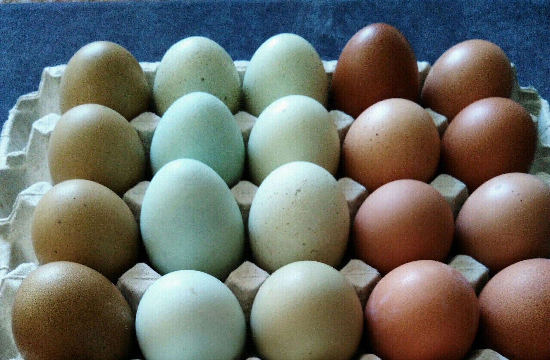 Frische Eier in verschiedenen Farben