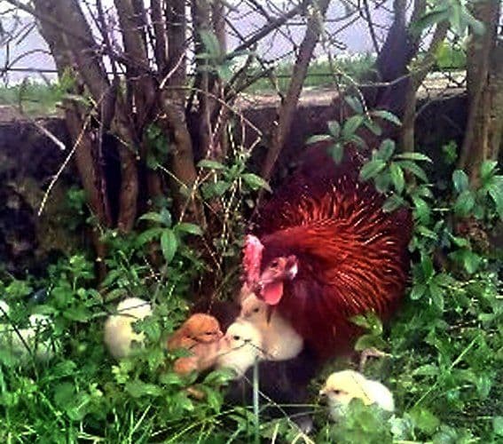 Henne mit Küken im Garten