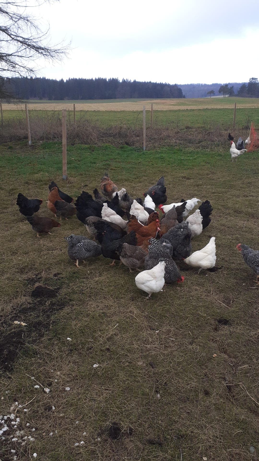 Hühnerschar verschiedener Rassen bei der Fütterung auf der Weide