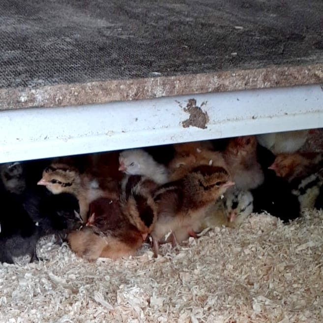 Küken kuscheln sich unter ein Schutzdach