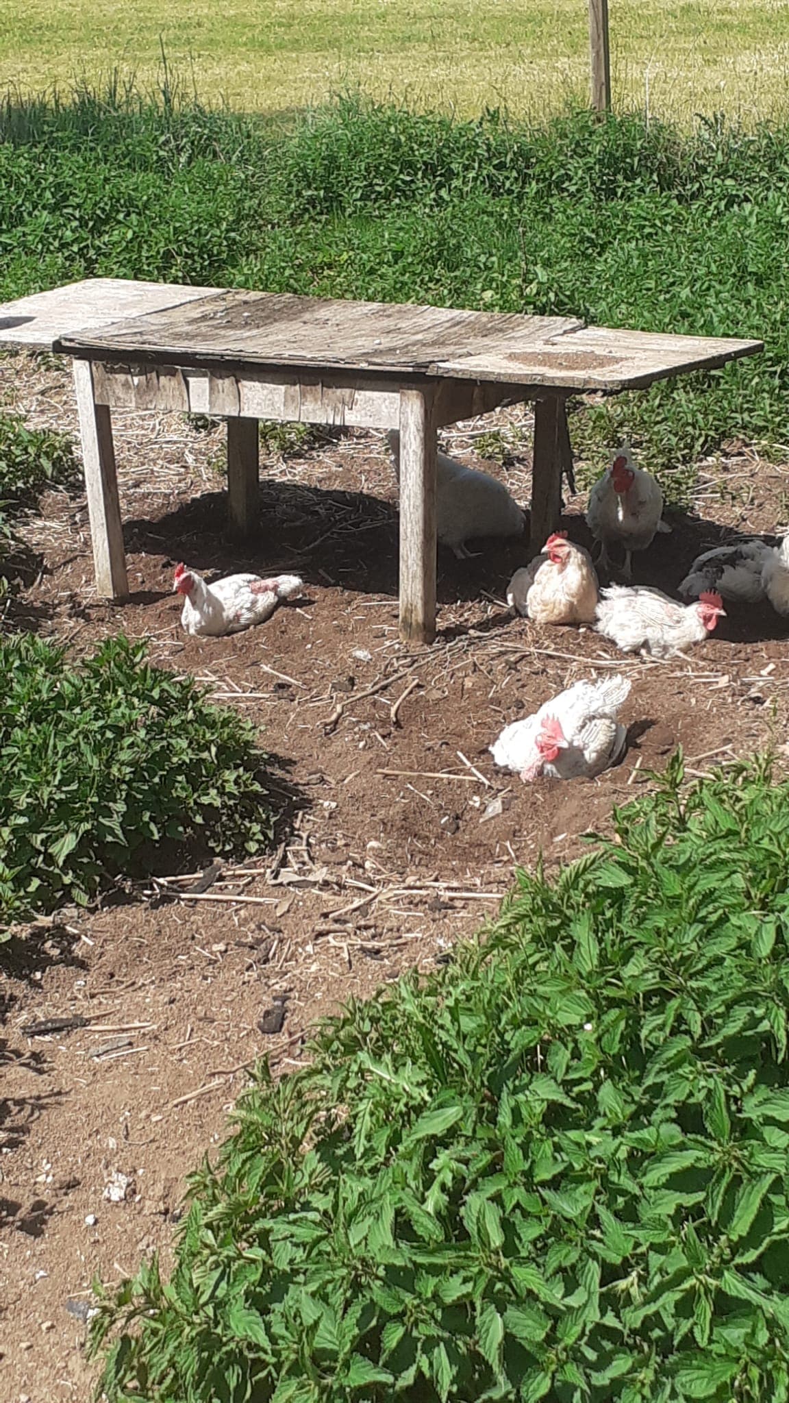 Hennen beim Staubbad unter einem Holztisch