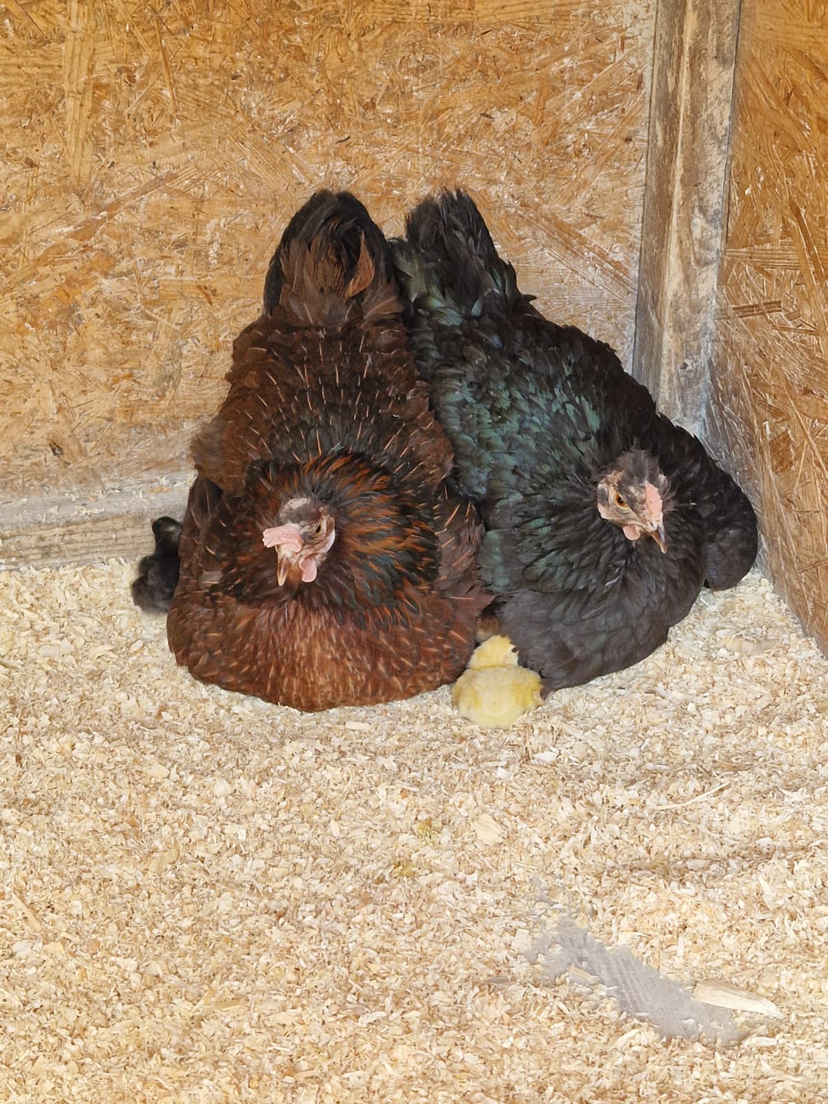 Zwei Glucken wärmen gemeinsam ein Küken